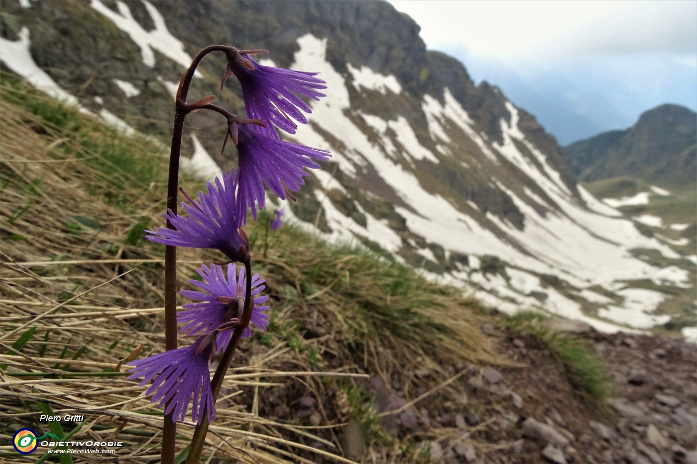 59 Soldanella alpina con vista sulla vallata .JPG